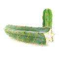 Boliviansk fackla (Echinopsis lageniformis)