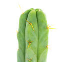 Boliviansk fackla (Echinopsis lageniformis)
