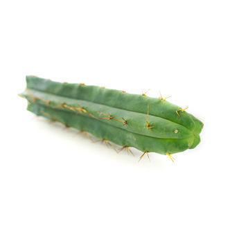 Boliviansk fackla (Echinopsis lageniformis)