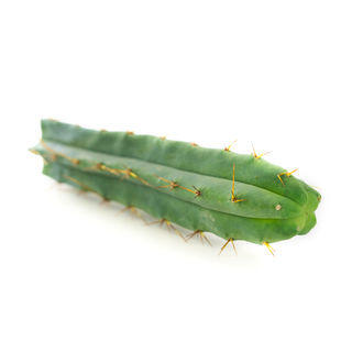 Boliviansk fackla (Echinopsis lageniformis)