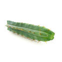 Boliviansk fackla (Echinopsis lageniformis)