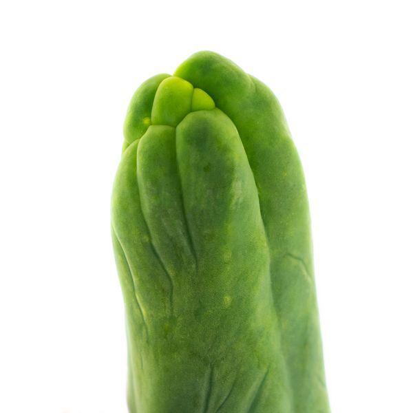 Bolivian Torch ”Monstrose” (penisplanta)