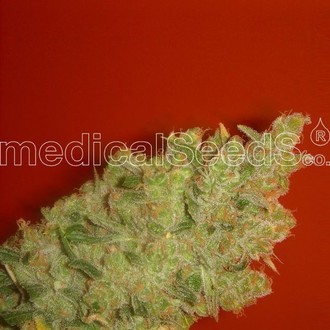 Jack La Mota (Medical Seeds) Feminiserade