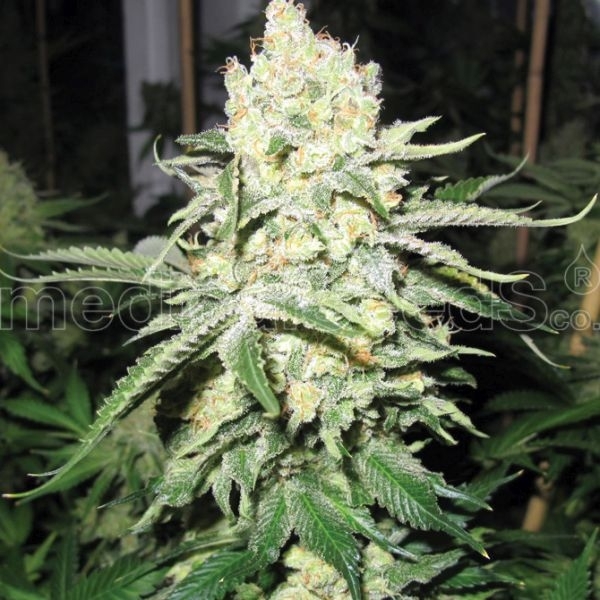 No Name (Medical Seeds) Feminiserade