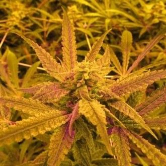 No Name (Medical Seeds) Feminiserade