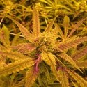 No Name (Medical Seeds) Feminiserade