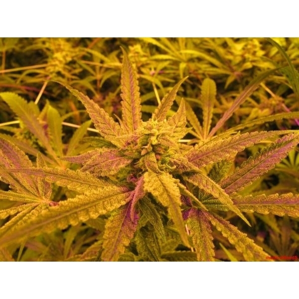 No Name (Medical Seeds) Feminiserade