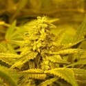 No Name (Medical Seeds) Feminiserade