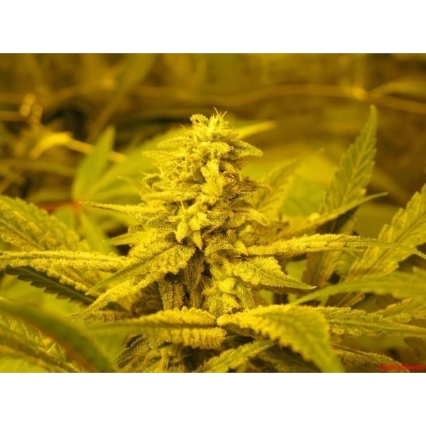 No Name (Medical Seeds) Feminiserade