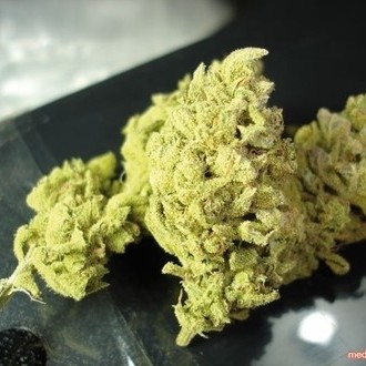 No Name (Medical Seeds) Feminiserade