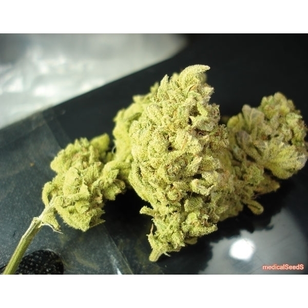 No Name (Medical Seeds) Feminiserade