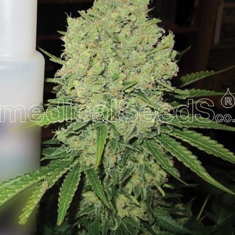 Prozack (Medical Seeds) Feminiserade
