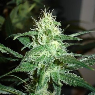 Prozack (Medical Seeds) Feminiserade
