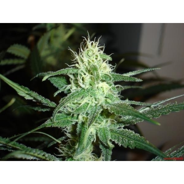 Prozack (Medical Seeds) Feminiserade