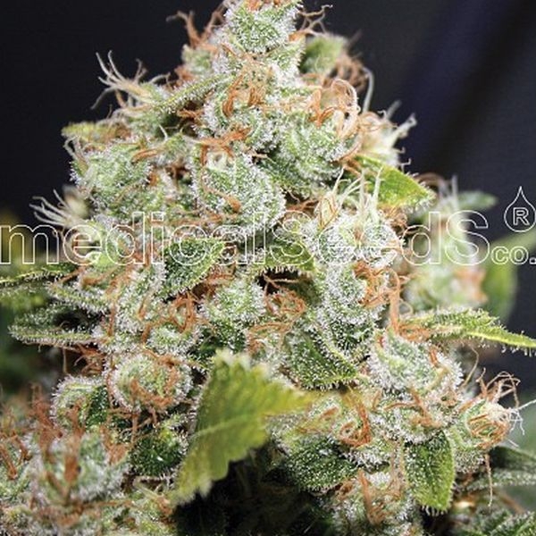 BCN Sour Diesel (Medical Seeds) Feminiserade