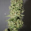 BCN Sour Diesel (Medical Seeds) Feminiserade