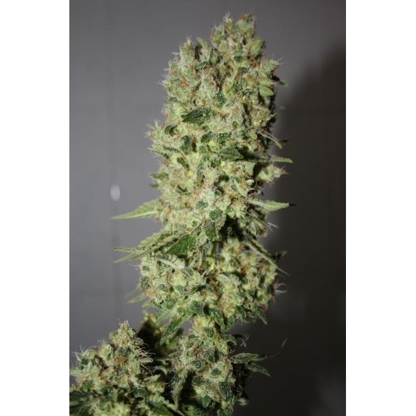 BCN Sour Diesel (Medical Seeds) Feminiserade