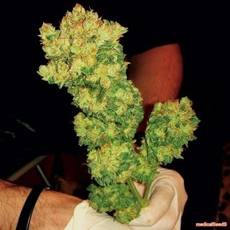 BCN Sour Diesel (Medical Seeds) Feminiserade