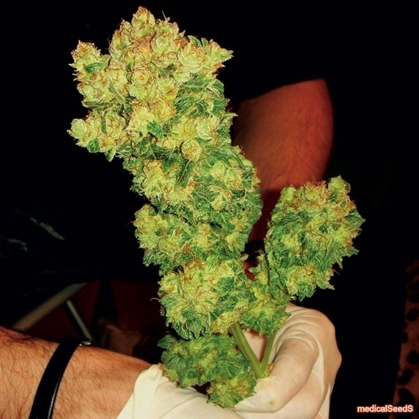 BCN Sour Diesel (Medical Seeds) Feminiserade
