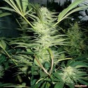 White Widow (Medical Seeds) Feminiserade