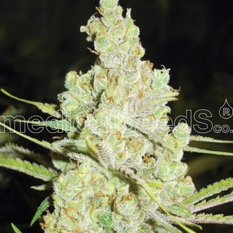 1024 (Medical Seeds) feminiserade