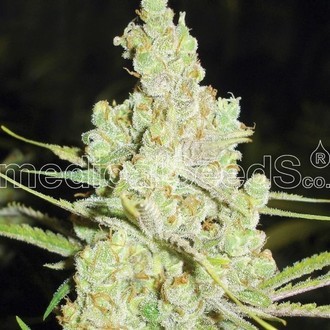 1024 (Medical Seeds) Feminiserade