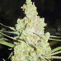 1024 (Medical Seeds) Feminiserade
