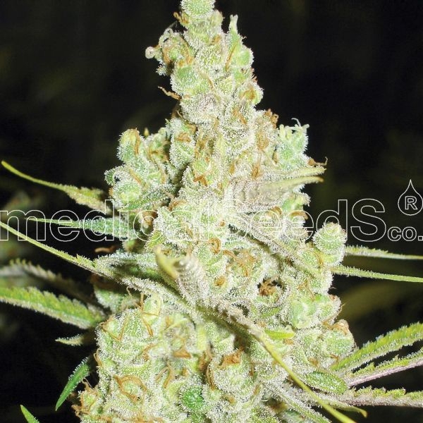 1024 (Medical Seeds) Feminiserade