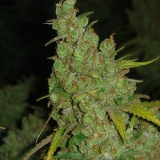 1024 (Medical Seeds) Feminiserade