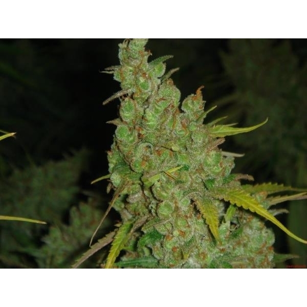 1024 (Medical Seeds) Feminiserade