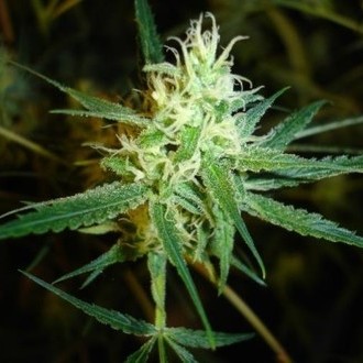 1024 (Medical Seeds) Feminiserade