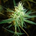 1024 (Medical Seeds) Feminiserade