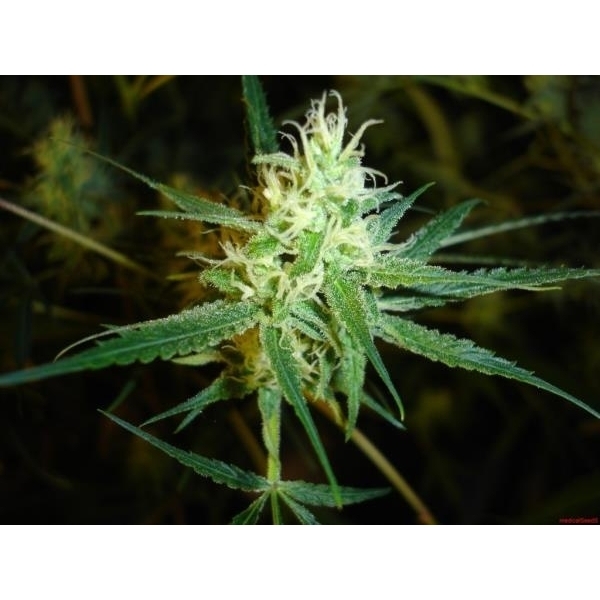 1024 (Medical Seeds) Feminiserade