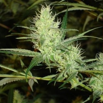 1024 (Medical Seeds) Feminiserade