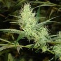 1024 (Medical Seeds) Feminiserade