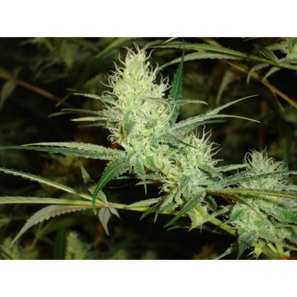 1024 (Medical Seeds) Feminiserade