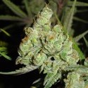 1024 (Medical Seeds) Feminiserade