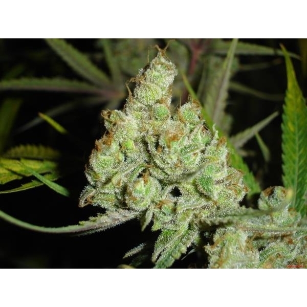 1024 (Medical Seeds) Feminiserade
