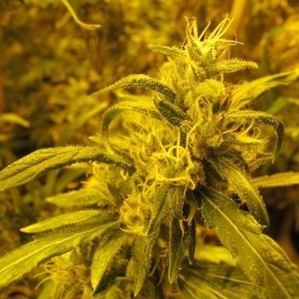 2046 (Medical Seeds) Feminiserade