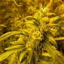 2046 (Medical Seeds) Feminiserade