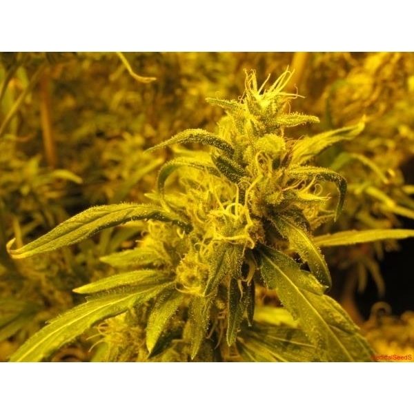 2046 (Medical Seeds) Feminiserade