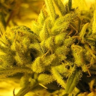 2046 (Medical Seeds) Feminiserade