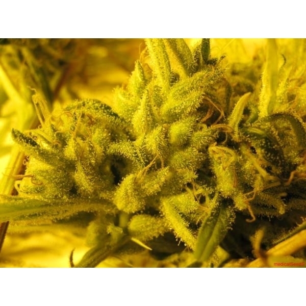 2046 (Medical Seeds) Feminiserade