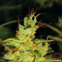 2046 (Medical Seeds) Feminiserade