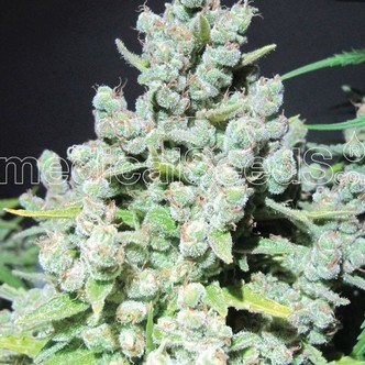 Malakoff (Medical Seeds) feminiserade