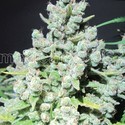 Malakoff (Medical Seeds) Feminiserade