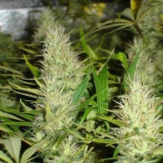 Malakoff (Medical Seeds) Feminiserade