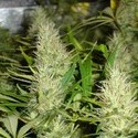 Malakoff (Medical Seeds) Feminiserade