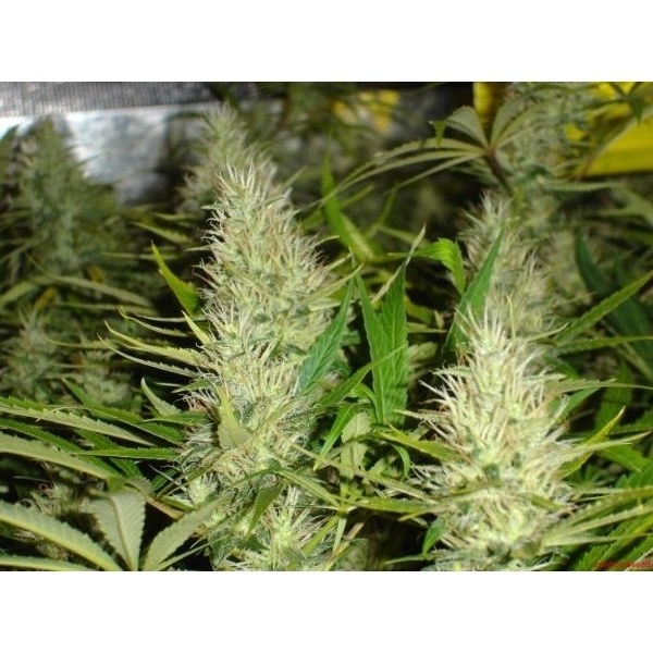 Malakoff (Medical Seeds) Feminiserade