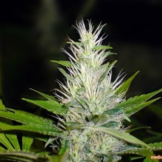 Malakoff (Medical Seeds) Feminiserade